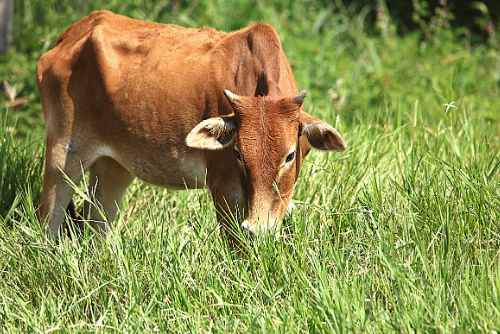 cows eat grass